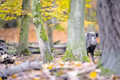 Noch sind die Wildschweine in den Wäldern der Region nicht von der Afrikanischen Schweinepest befallen. Doch es ist womöglich nu