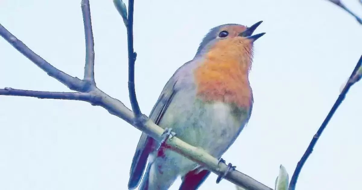 BIRDS SINGING / BIRD SOUNDS 