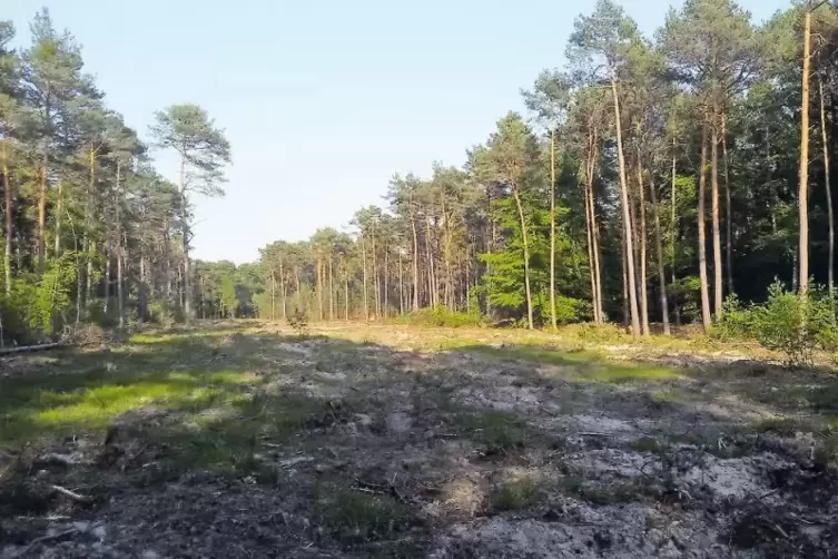 Freigeschlagen: die Trasse für den neuen Verlauf des Rehbachs bei Haßloch.