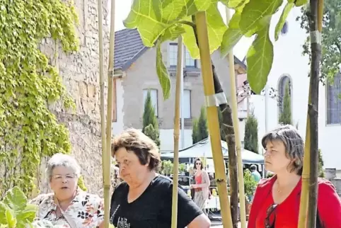 Vom Feigenbaum bis zu Imkereiprodukten und Dekorationsartikeln reicht die Bandbreite des Pflanzenmarkts in Meckenheim, der zur 1