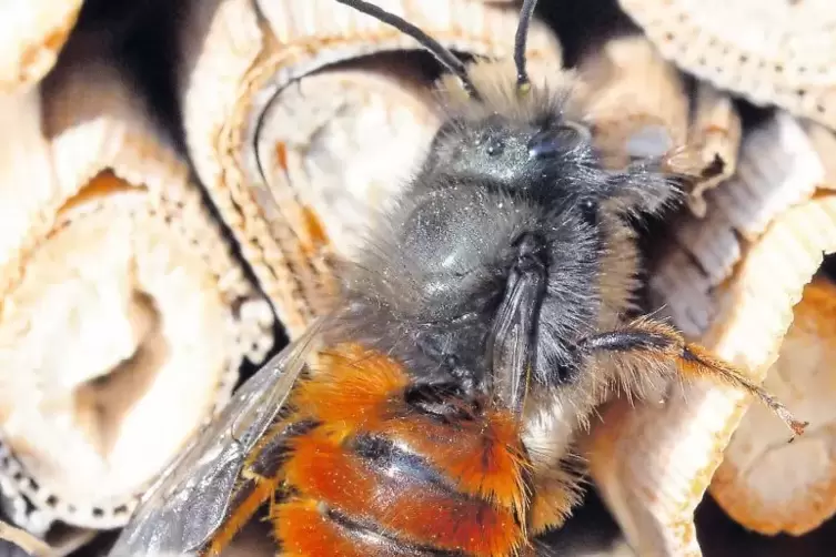 In Billigheim-Ingenheim und in Annweiler sollen sich die Wildbienen ansiedeln.