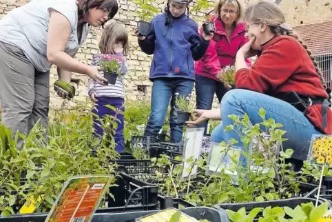 Pinkfarbene oder doch lieber weiße Blumen? Die Pflanzenauswahl im Hof hinter dem Meckenheimer Rathaus war groß.