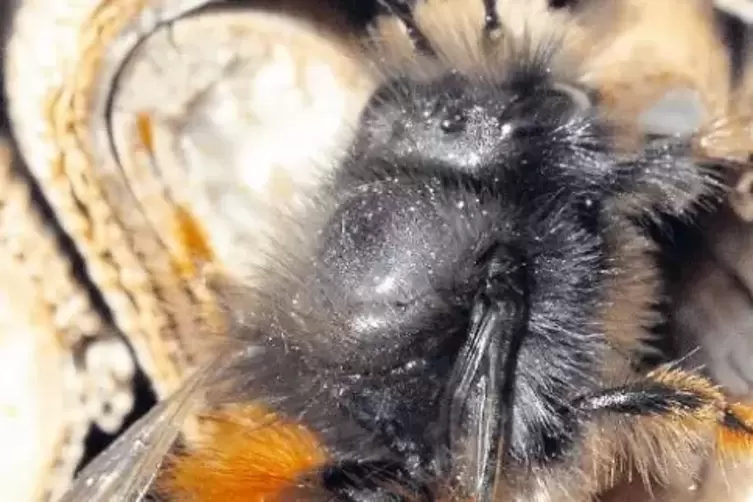 In Billigheim-Ingenheim und in Annweiler sollen sich die Wildbienen ansiedeln.