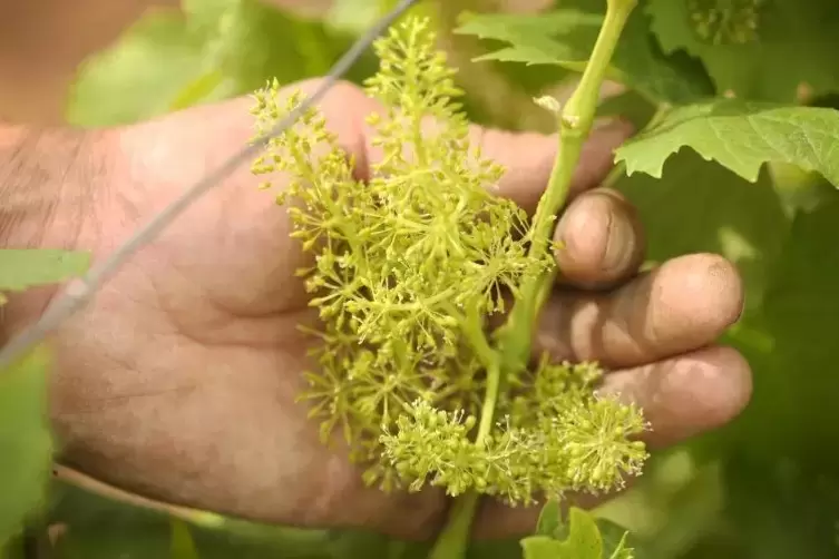 Etwa 100 Tage nach der Rebblüte können Winzer mit der Weinlese beginnen.  Archivfoto: dpa