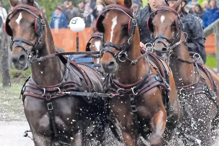 Steffen Brauchle mit seinem erfolgreichen Pony-Vierspänner.