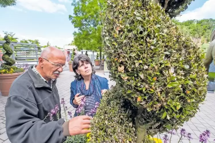 Besorgte Blicke: Christine Schweigert, Parkleiterin der Gartenschau, und Gärtner Stefan Jung begutachten die Schäden an den Buch