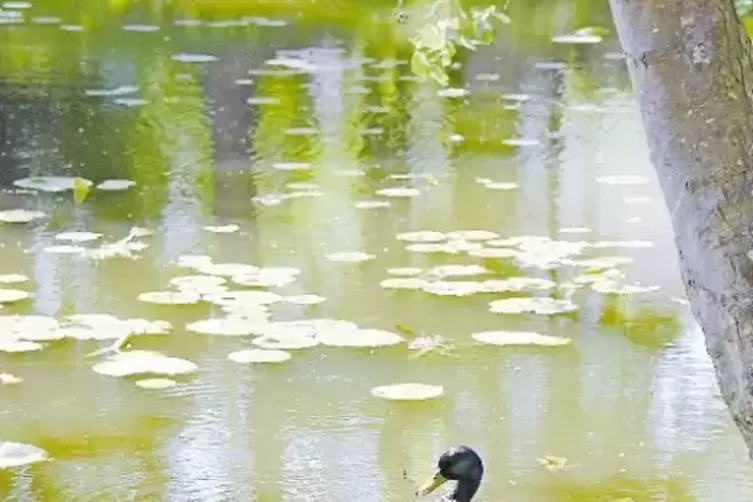 Grüne Lunge: In den Busenwiesen fühlen sich auch Wasserbewohner sichtlich wohl.