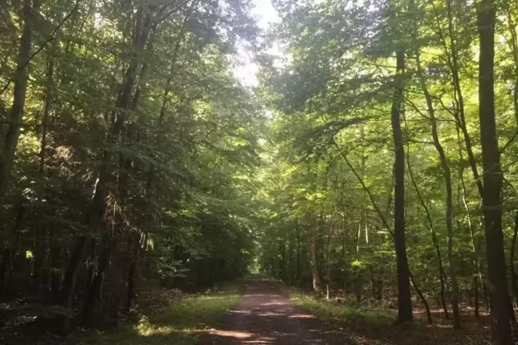 Der Hund hat sich offenber bei einem Waldspaziergang vergiftet. Symbolfoto: Baumgartner