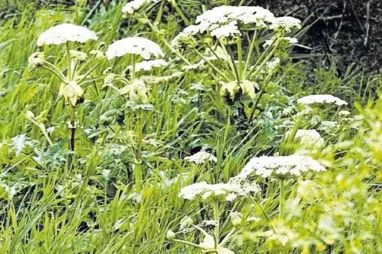 Bei Berührung mit dem Bärenklau, der riesenhoch werden kann, drohen schmerzhafte Blasen auf der Haut.