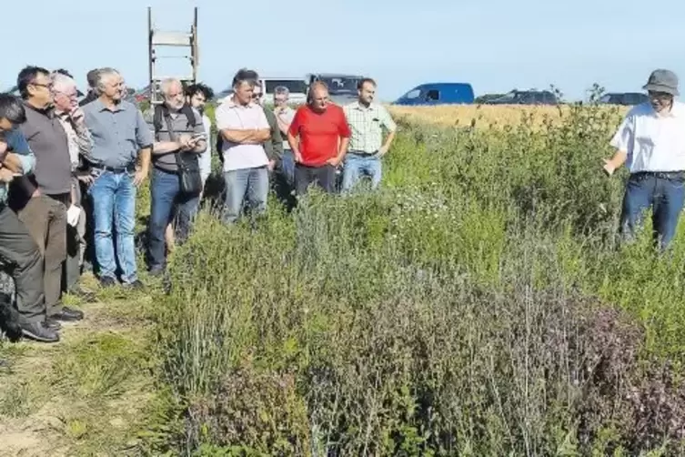 Ausgebrachte Saatgutmischungen sollen helfen, den Tieren nahrhaften Lebensraum zu bieten. Botaniker Gunter Mattern erklärte den 