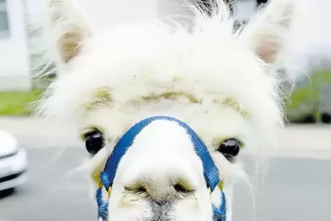 Alpaca „Jago“ ist bereit für den Spaziergang.