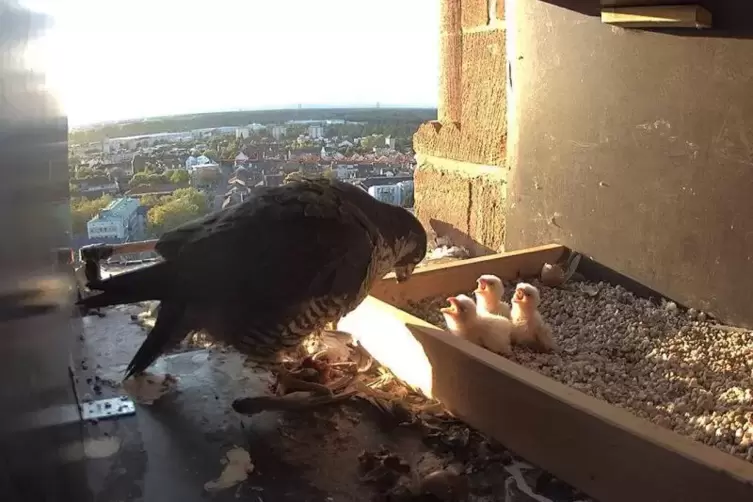 Der weibliche Wanderfalke mit seinen Jungtieren: Die Greifvögel sollen an einer vergifteten Taube gefressen haben und deshalb ve