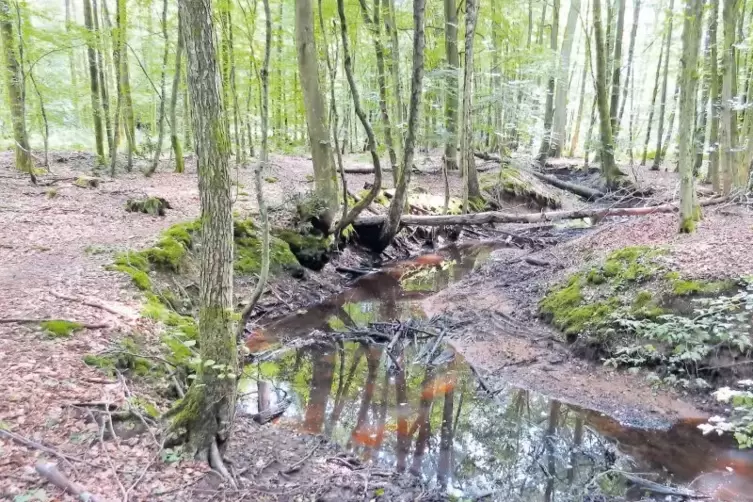 Naturwald am „Aschbacher Weg“ im Sommer 2017.