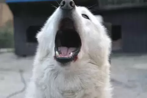 Weißer Husky sucht Herrchen. Derzeit ist der von Polizisten gefangene zutrauliche Hund im Tierheim in Landau untergebracht. Das 