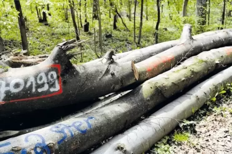 Hornbach und Großsteinhausen haben ihren Wald an die Firma Schmitz verpachtet. Das Foto entstand allerdings in Dietrichingen.