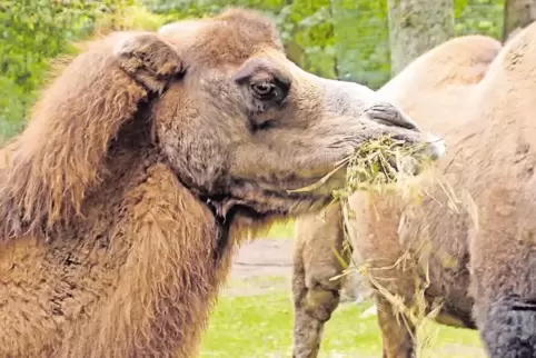 Die Trampeltiere im Oberwald: Besucher des Fests können die Fütterung verfolgen.