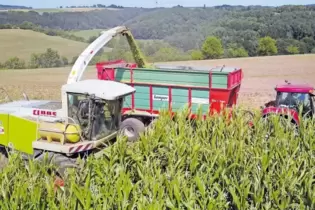 Während der Fahrt wird das Erntegut vom Maishäcksler auf den daneben rollenden Hänger überblasen.