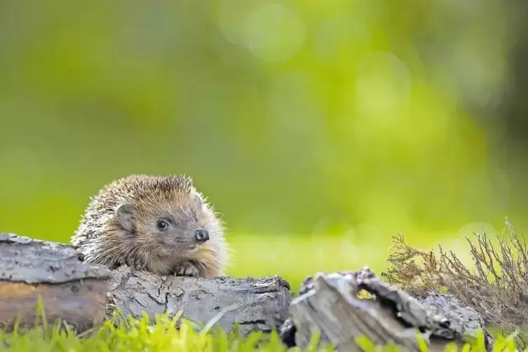 Auf keinen Fall sollten Igel mit Obst oder Milch gefüttert werden. „Davon bekommen sie schwere Durchfälle“, berichtet der Naturs