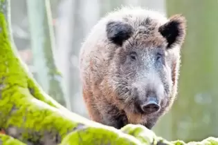 Auch Wildschweine können von der Krankheit betroffen sein.