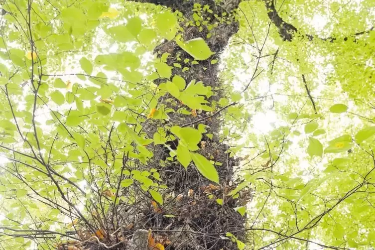 Voll zottelig: Dieses Feldulmenexemplar steht im Schifferstadter Wald.