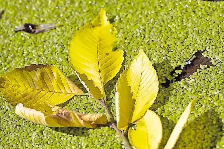 Voll gelb: verfärbte Ulmenblätter im Herbst.