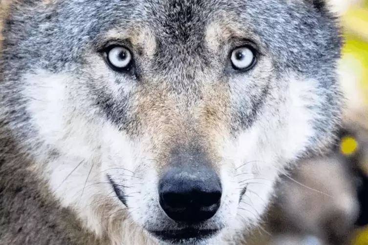 Galt bei uns als ausgerottet, ist aber seit 2001 aus anderen Ländern wieder zugewandert: der Wolf