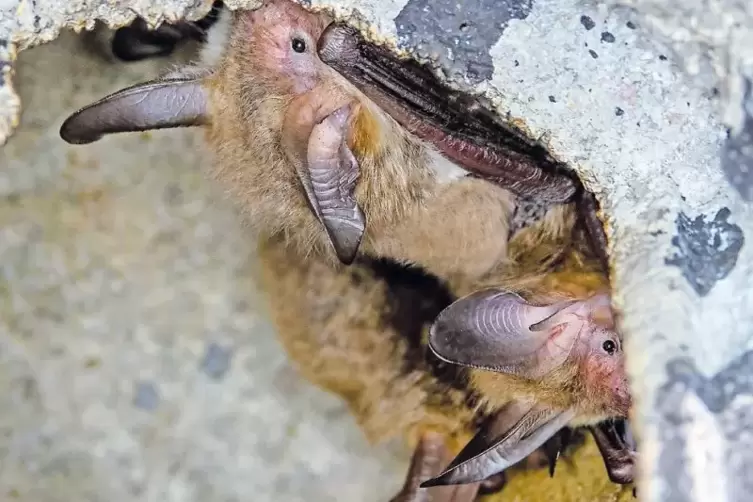 Bechsteinfledermäuse in ihrem Sommerquartier. Auch die Entwicklung ihrer Population bereitet den Naturschützern im Kreis Sorgen.