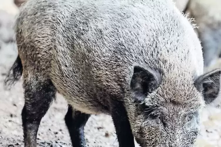 Im Visier: Wildschweine sollen wegen der Afrikanischen Schweinepest vermehrt gejagt werden.