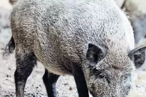 Im Visier: Wildschweine sollen wegen der Afrikanischen Schweinepest vermehrt gejagt werden.