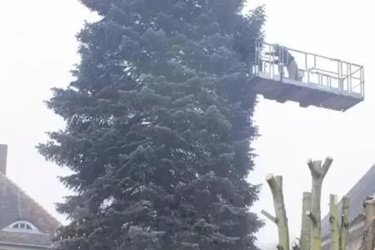 Mit Steiger und Hebebühne wurde die Lampen, 20 Meter Kabel und 164 Steckdosen im Baum angebracht.