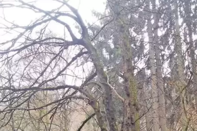 An Bächen und Flüssen, wie hier im Karlstal, fühlt sich die Flatterulme mit ihren Brettwurzeln wohl.