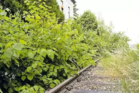 Die Bachbahntrasse. 4,7 Millionen Euro kostet ihr Umbau zu einem Radweg.