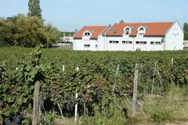 Hier soll der Markt für Edeka gebaut werden.  Archivfoto: LM 