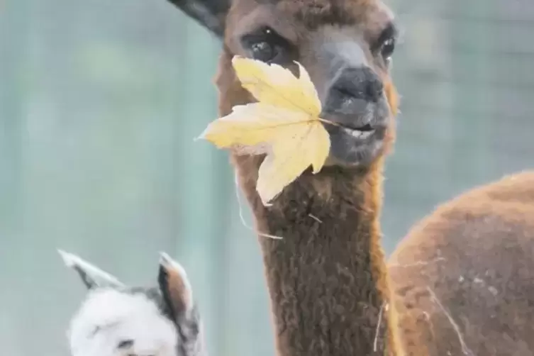 Welches Tier liegt bei Hochzeiten im Trend?