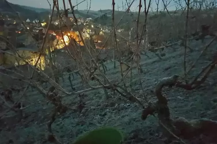 An Weihnachten im Weinberg: Zwei Stunden lang hat die Familie Schmidt Eiswein geerntet.  Foto: Schmidt/frei 