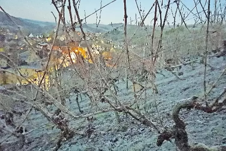 An Weihnachten im Weinberg: Zwei Stunden lang hat die Familie Schmidt Eiswein geerntet.