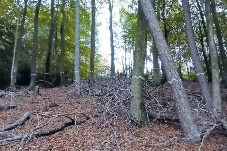 Eine BAT-Gruppe im Revier St. Germanshof bei Reisdorf.