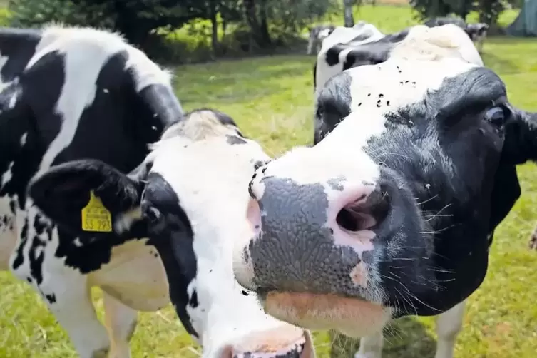 Kleine blutsaugende Mücken können die Blauzungenkrankheit übertragen. Kühe können wie andere Wiederkäuer auch gegen die Tierseuc