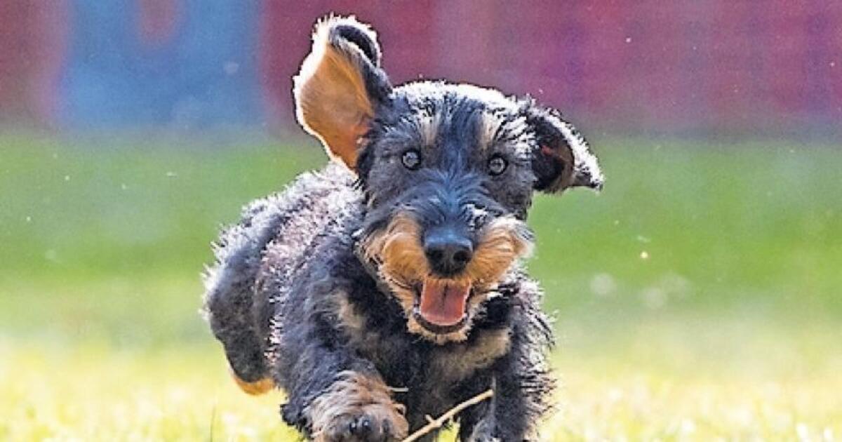 Erst der Kurs, dann der Hund Neustadt DIE RHEINPFALZ