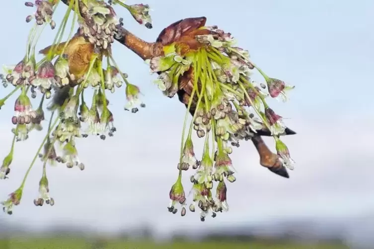 Der Baum des Jahres hat nicht umsonst seinen Namen: Blüten flattern im Wind.