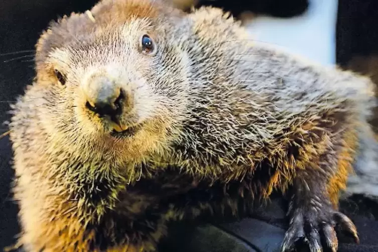 Punxsutawney Phil weiß, wie lange der Winter noch dauert.