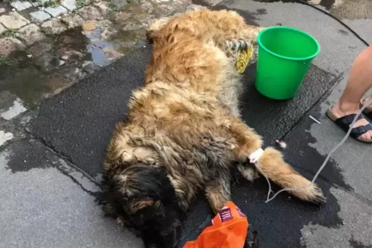 Die Berufstiertierrettung Rhein-Neckar zählte im heißen Sommer 2018 etwa 30 Fälle, bei denen Menschen ihre Tiere in überhitzten 