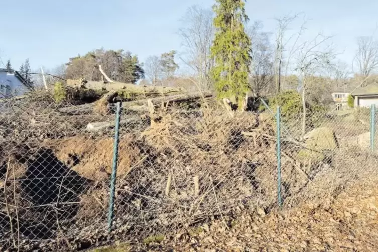 Abgeholzt: Der Streifen entlang der Umzäunung an der Villa Zeising. Der Eigentümer darf auf Geheiß der Stadt zumindest vorläufig