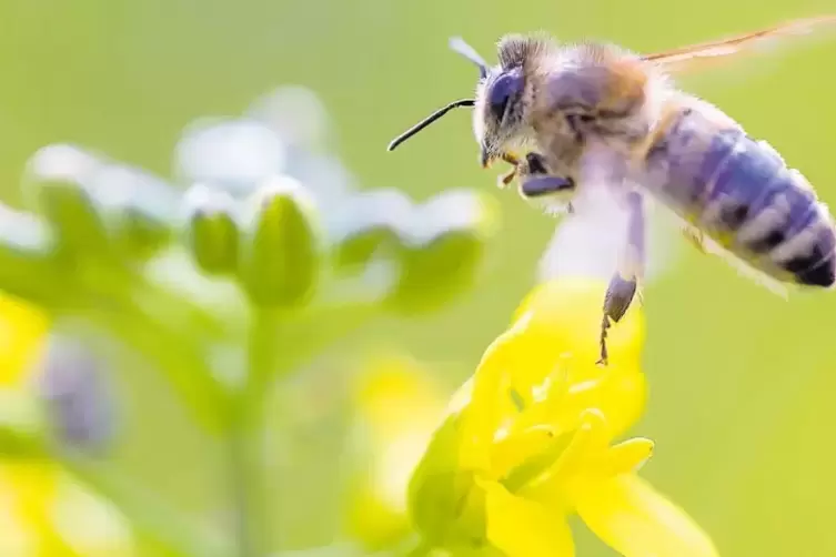 Biene auf einer Rapsblüte: Durch Diskussionen um etwa um Pestizide fühlen sich die Westpfälzer Landwirte in die Rolle des Buhman