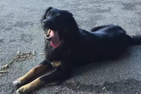 Sein Halter wüsste nur zu gern, wo Mischlingsrüde Digger steckt. Auch in der Umgebung von Pirmasens soll der Hund gesehen worden