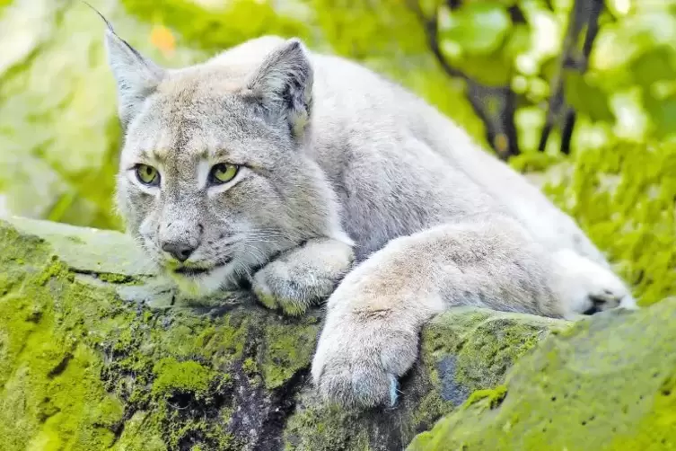 Bei Besuchern des Wildparks beliebt: die Luchse. Hier ein Exemplar beim Ausspannen.