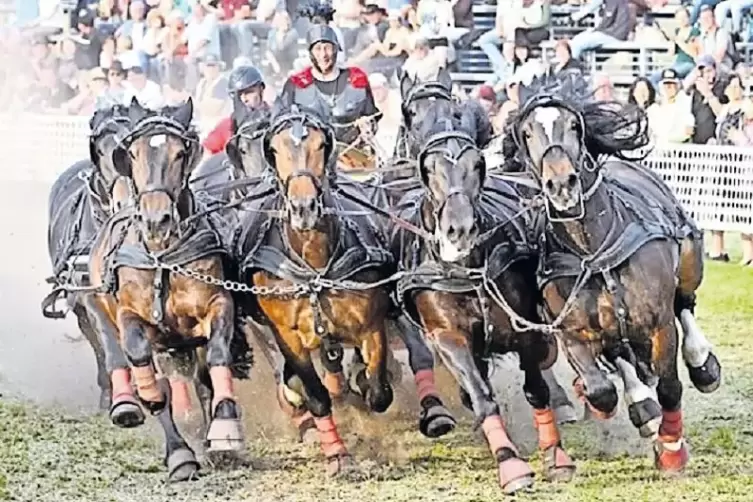 Michael Egetemeyer bietet mit seinen Norikern rasante Schaubilder. Hier ist er mit einem römischen Streitwagen unterwegs.