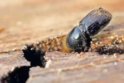 Borkenkäfermännchen paaren sich mit den Weibchen unter der Rinde in der „Rammelkammer“.