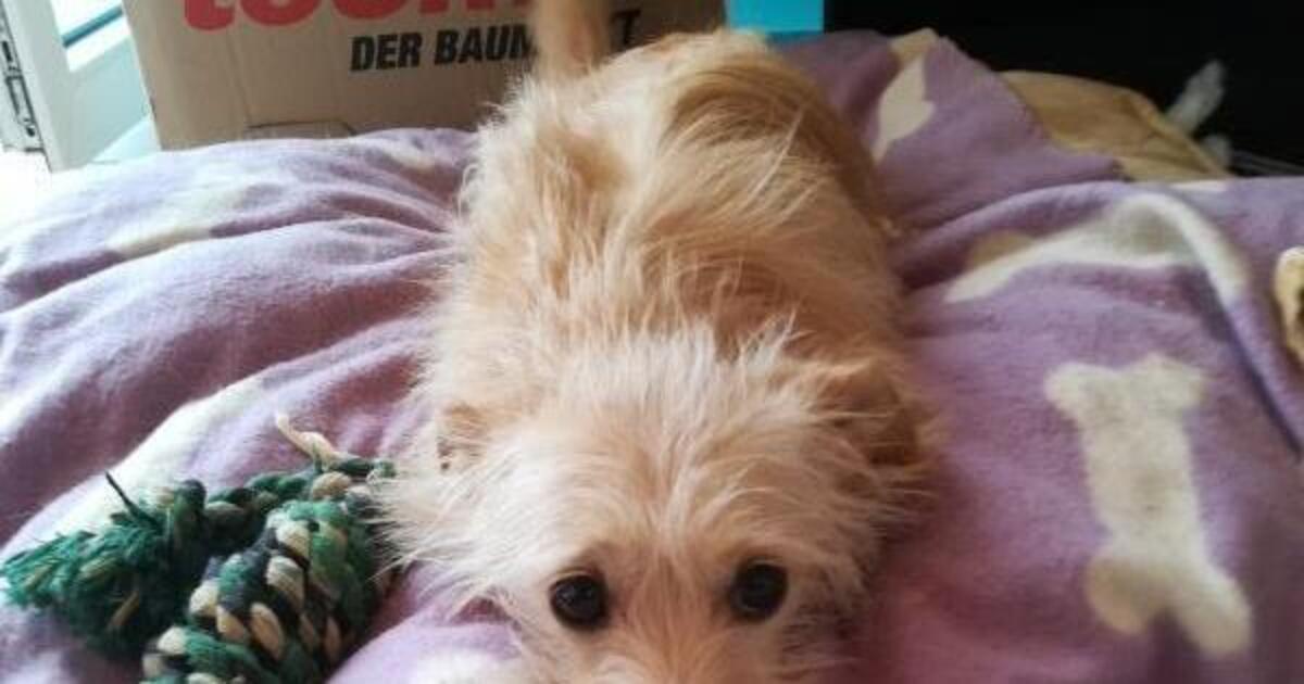 Herxheim Hund totgebissen Erfolgreiche OnlineSuche nach Halterin