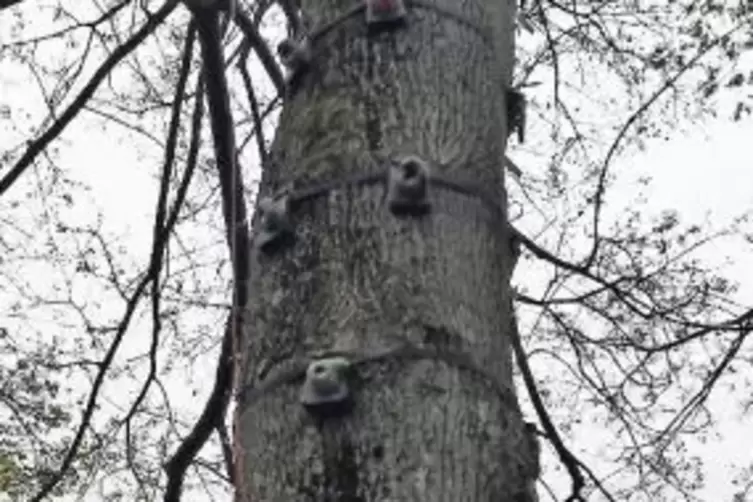 Gute Aussicht: Kletterbaum am Helmut-Kohl-Ufer.